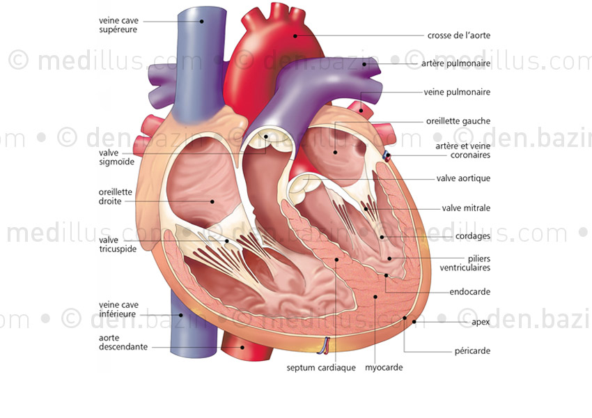 Une valve cardiaque est un - Anatomie du corps humain